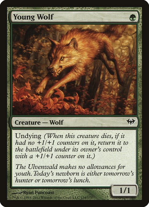 Dka 134 young wolf